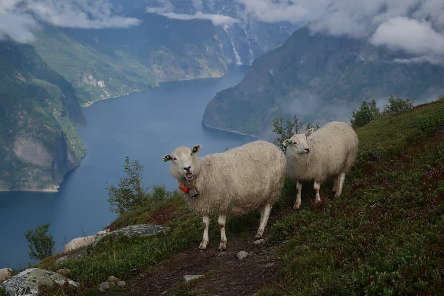 Two sheep on a hillside above a Norwegian fjord.